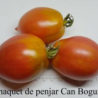 Tomaquet de penjar Can Bogunya 